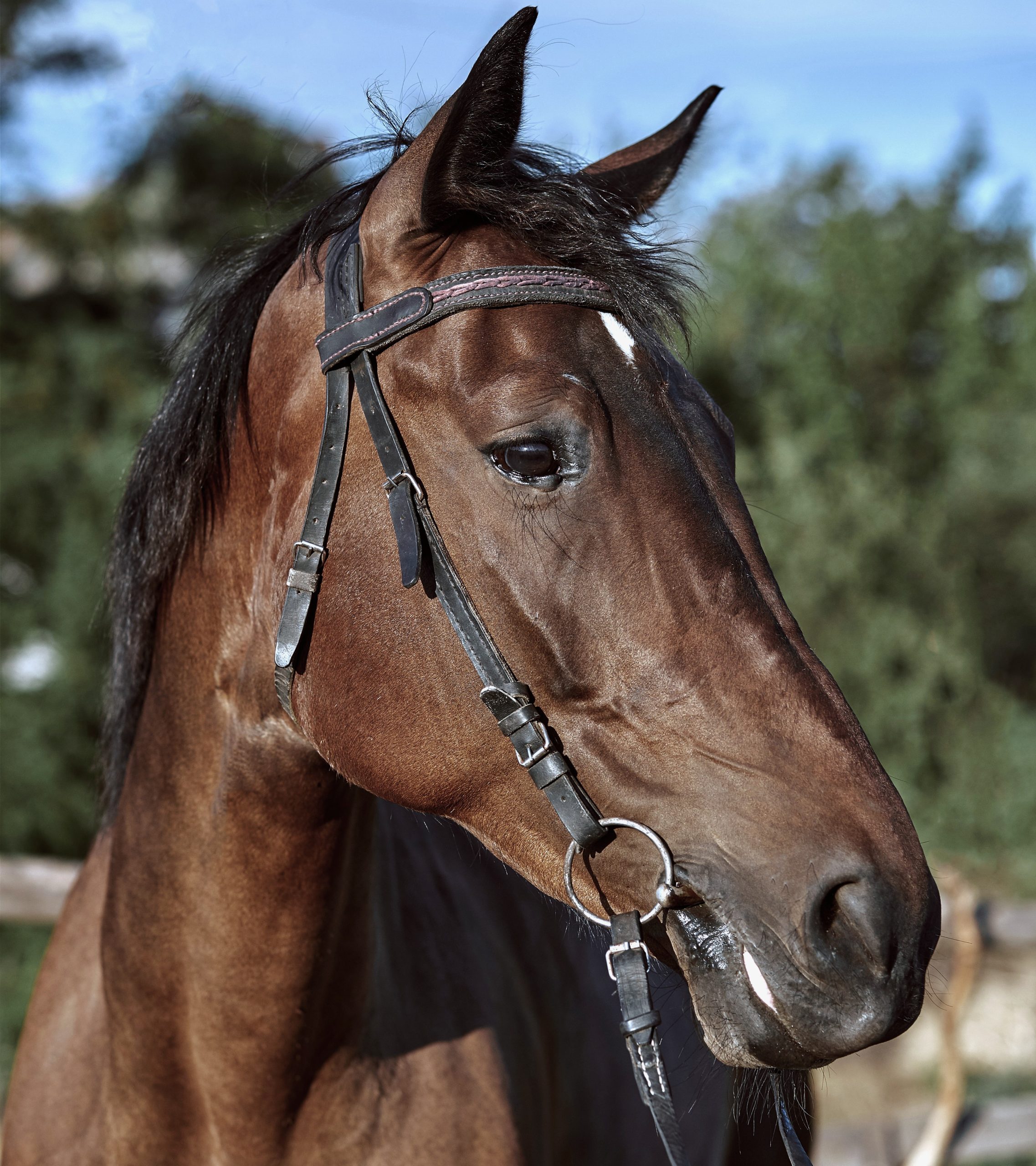 beautiful brown horse close up muzzle cute look mane background running field corral trees horses are wonderful animals
