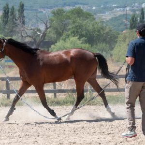 A horse and trainer in an outdoor arena during a sunny day in summer.