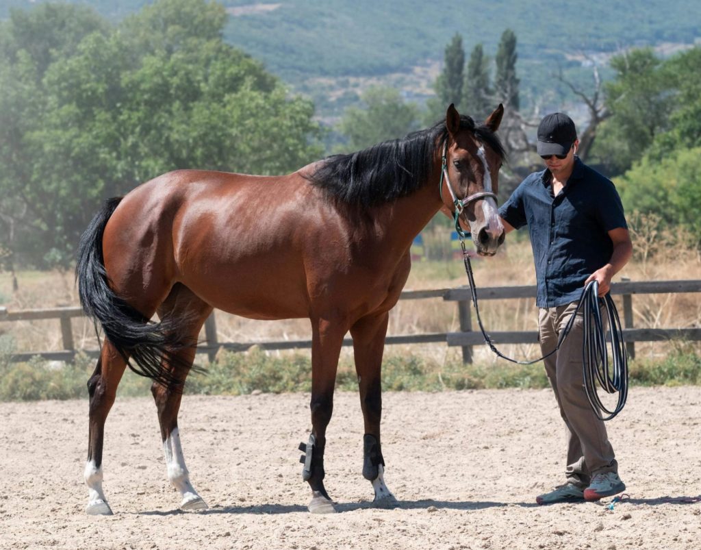 A man leading a horse in a sunlit outdoor riding arena with scenic mountain backdrop.