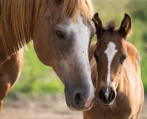 Quelles est l'âge idéal pour débourrer un cheval ?